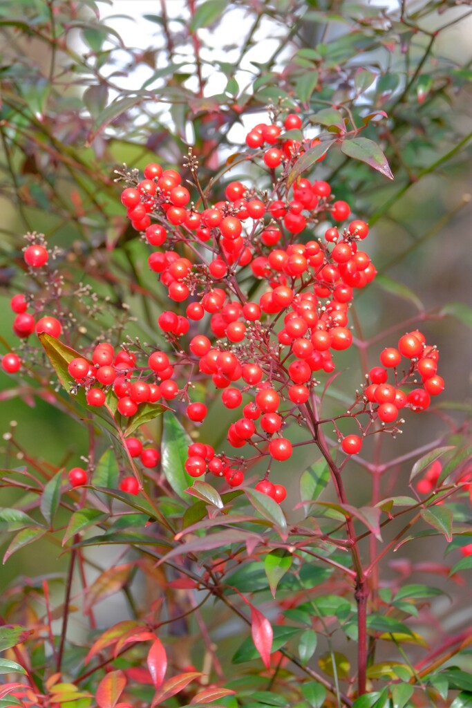 散歩の途中で。5