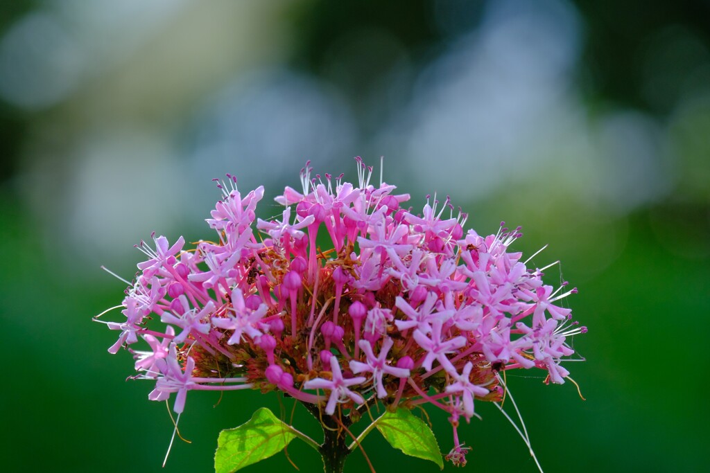 散歩の途中で。Ⅱ