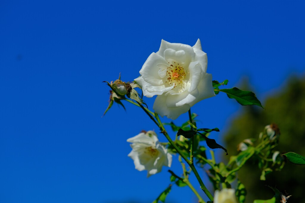 散歩の途中で。１