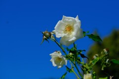 散歩の途中で。１