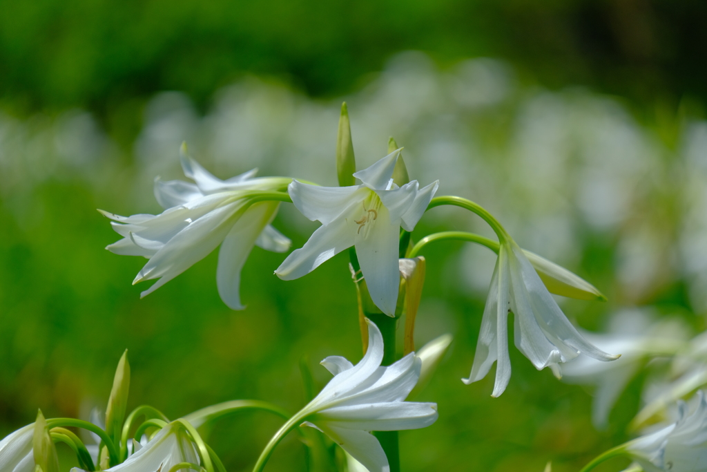 散歩の途中で。①