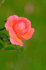 散歩の途中で。9