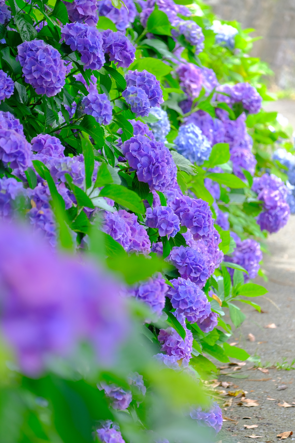 散歩の途中で。Ⅰ