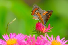 散歩の途中で。