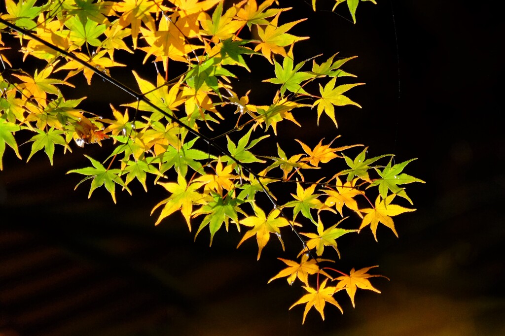 散歩の途中で、遠出　２