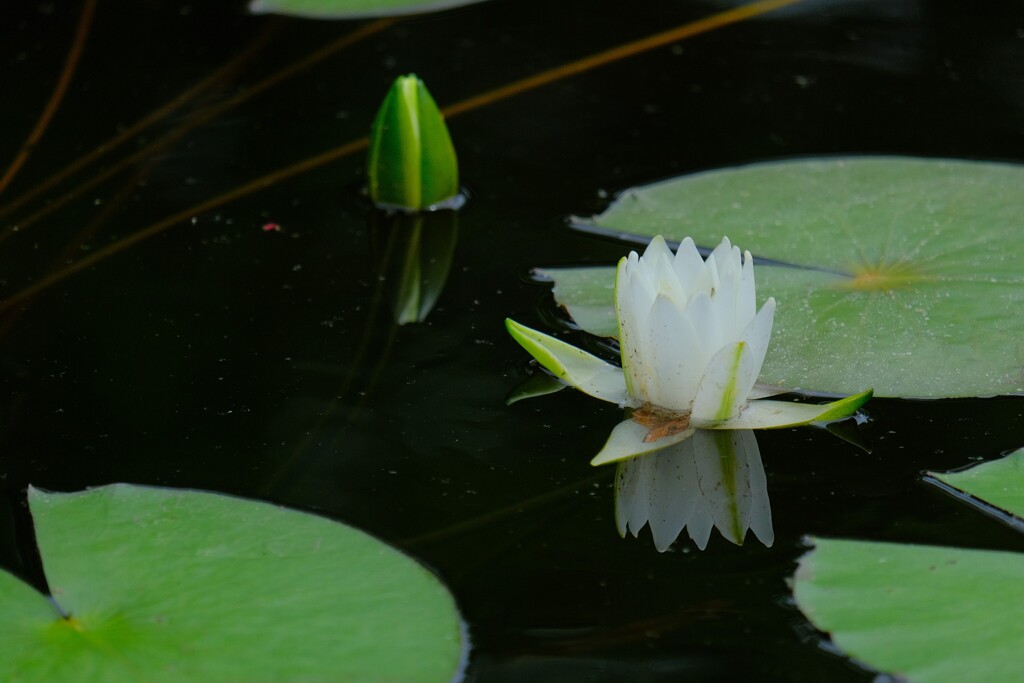 散歩の途中で。
