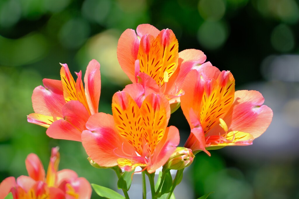 散歩の途中で。Ⅲ