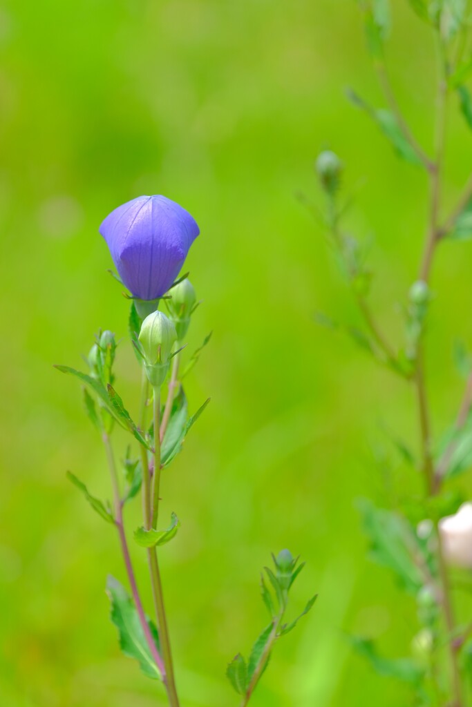散歩の途中で。④