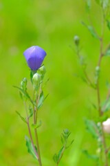 散歩の途中で。④