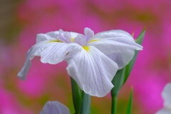 散歩の途中で。（７）