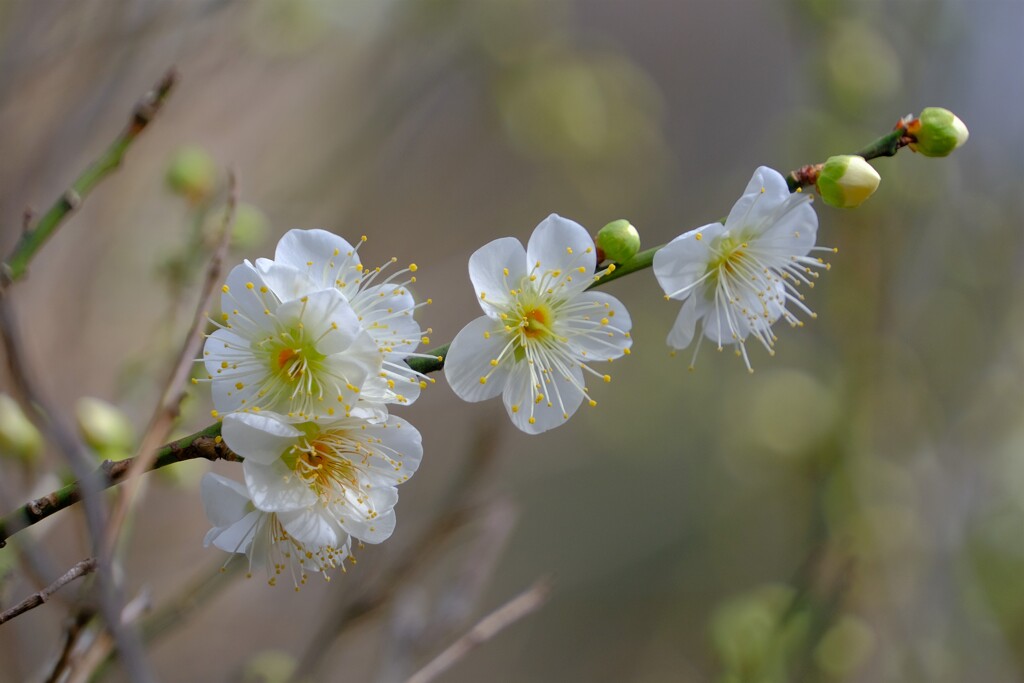 散歩の途中で。7