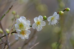 散歩の途中で。7