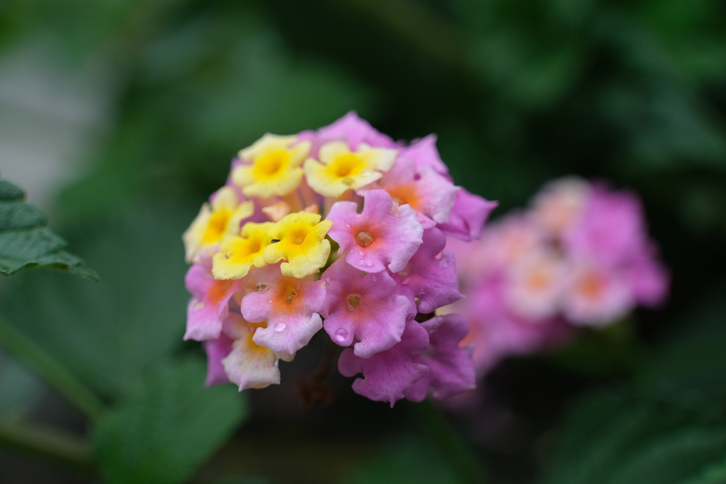 散歩の途中で。③