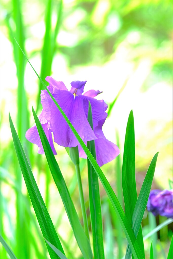 散歩の途中で。Ⅶ