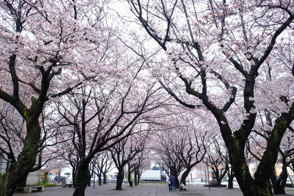 桜