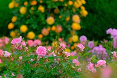 散歩の途中で。(12)