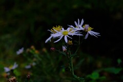 散歩の途中で。Ⅳ