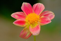 散歩の途中で。⑤