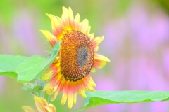 散歩の途中で。