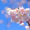 大寒桜（３）