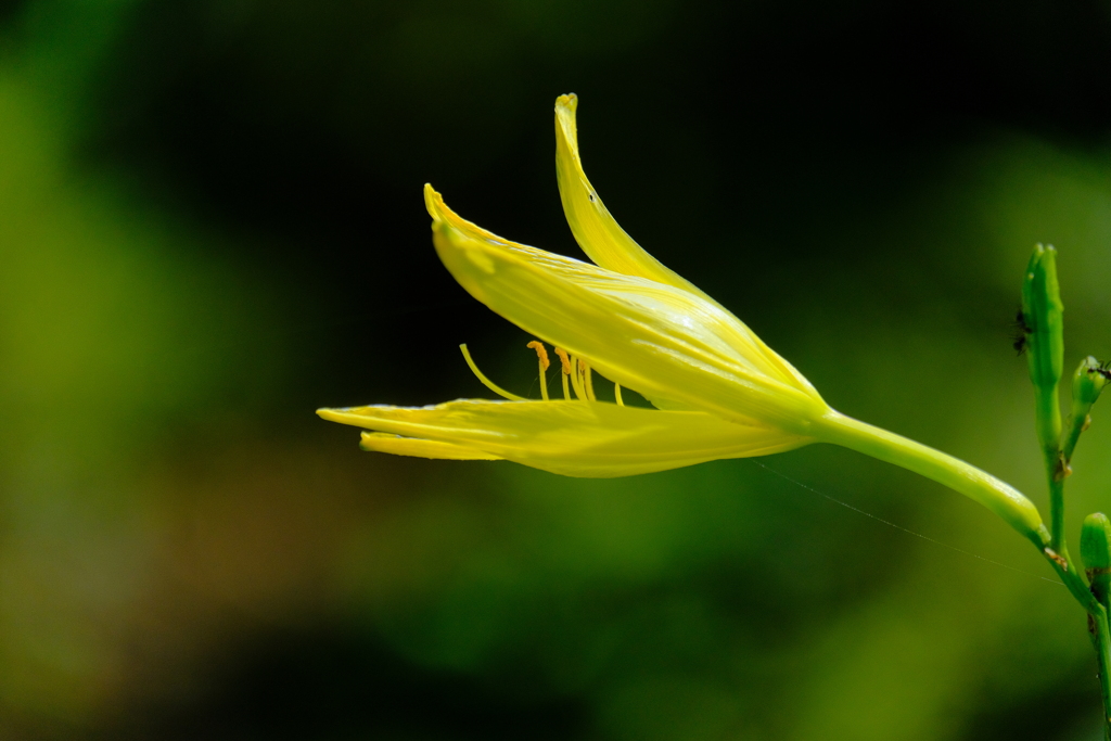 散歩の途中で。