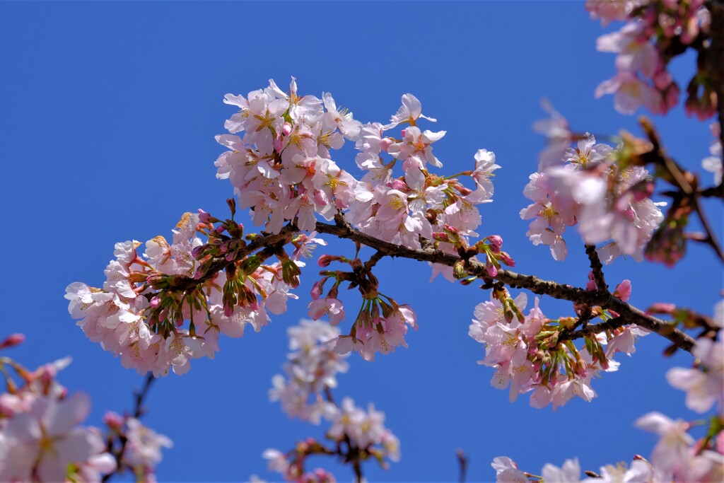 散歩の途中で。⑦