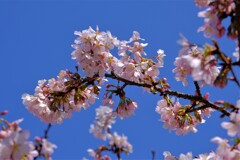 散歩の途中で。⑦