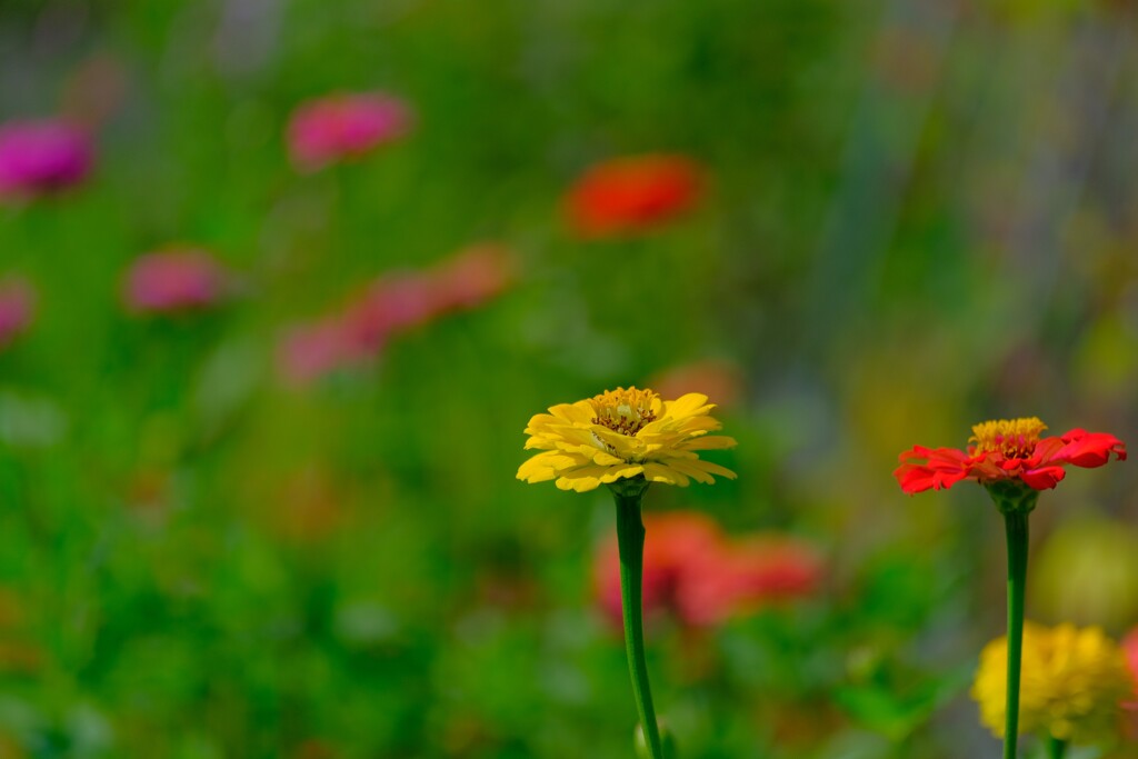 散歩の途中で。5