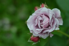 薔薇-5