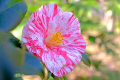 散歩の途中で。９