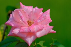 散歩の途中で。Ⅲ