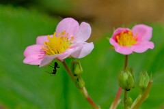 散歩の途中で。Ⅳ