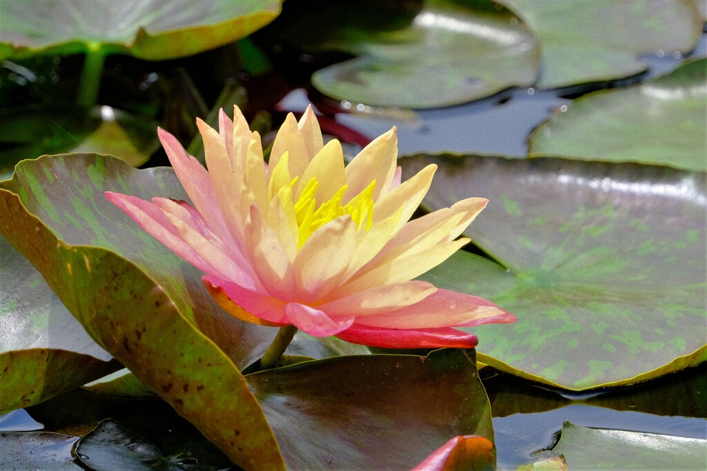 散歩の途中で。5