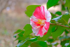 散歩の途中で。6