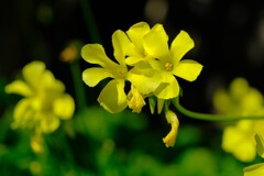 散歩の途中で。１