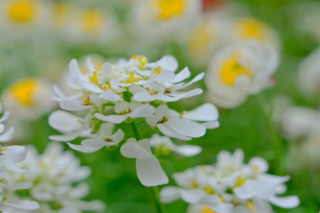 散歩の途中で。Ⅸ