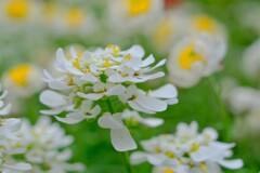 散歩の途中で。Ⅸ