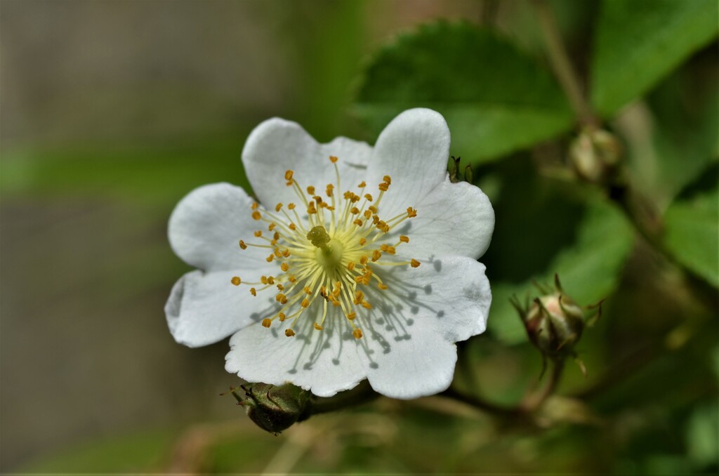 散歩の途中で。(20)