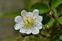 散歩の途中で。(20)