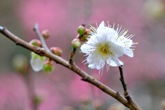 散歩の途中で。③