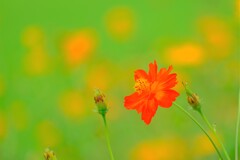 散歩の途中で。Ⅷ