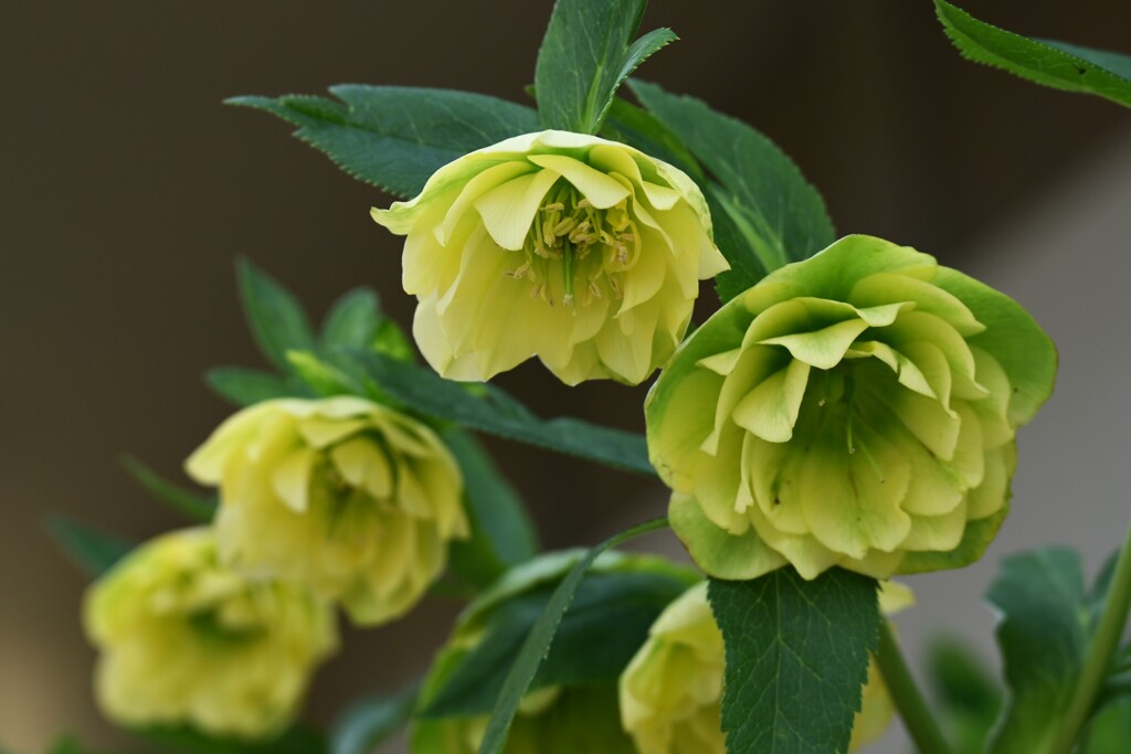 クリスマスローズ-２