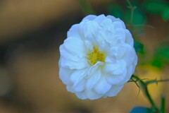 散歩の途中で。6