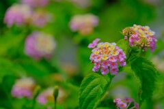 散歩の途中で。