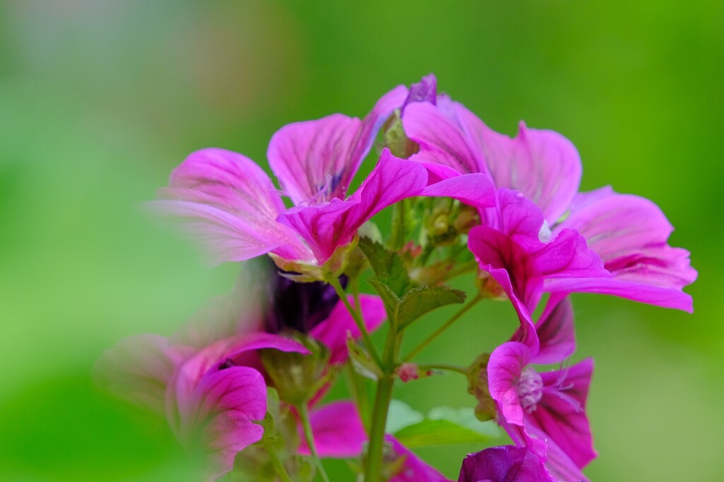 散歩の途中で。9