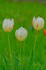 散歩の途中で。②