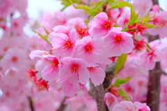 桜（３）