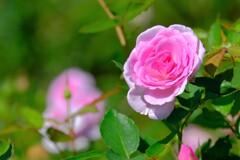 散歩の途中で。３