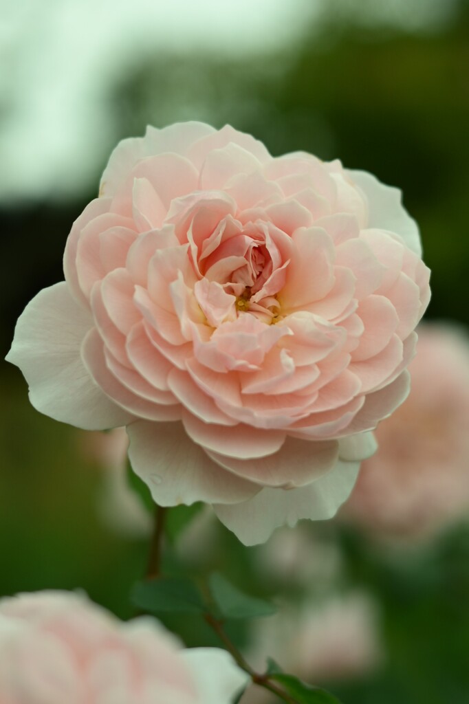 薔薇