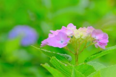 散歩の途中で。①